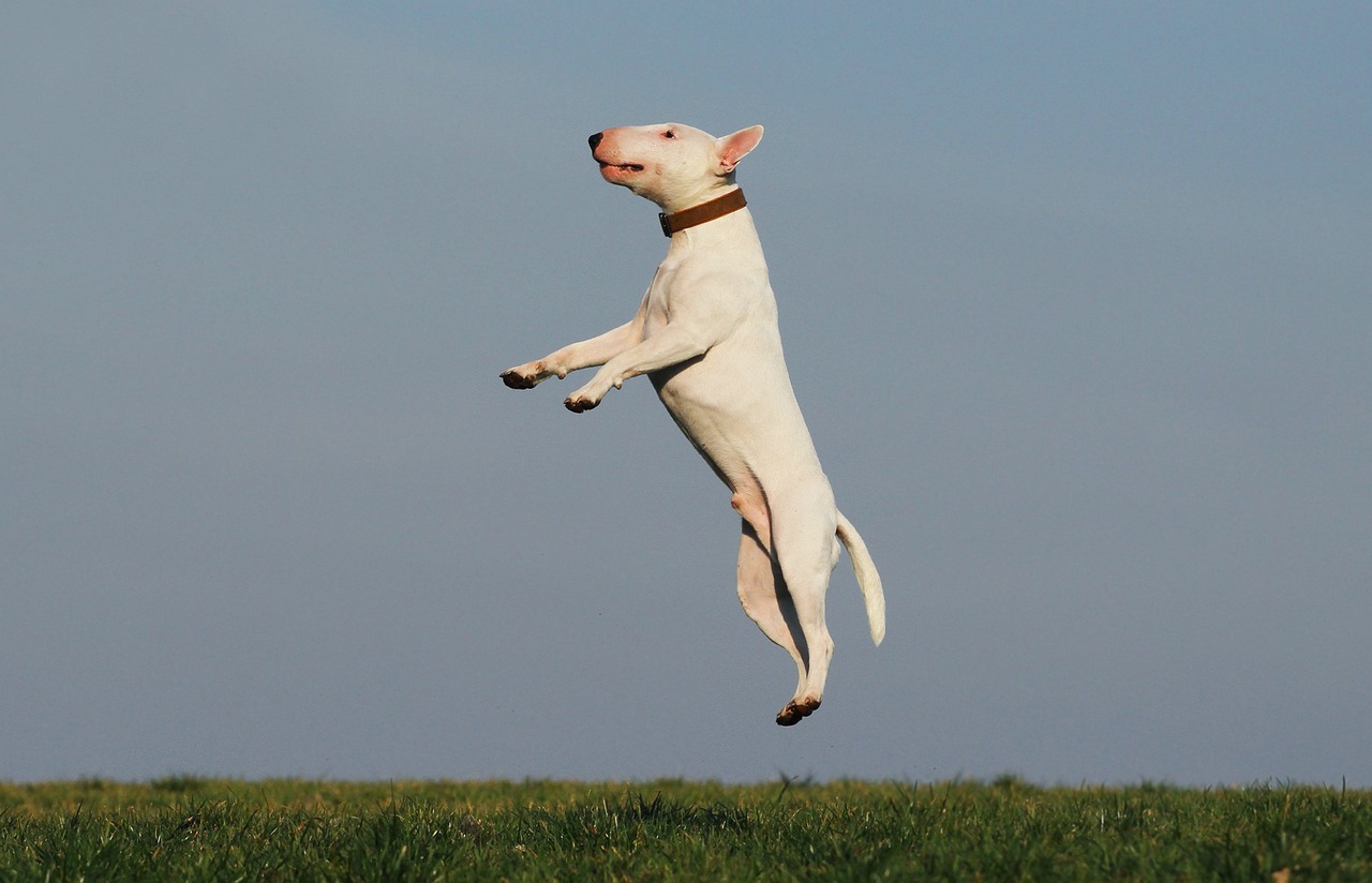 Dog Health & Nutrition – Image 3