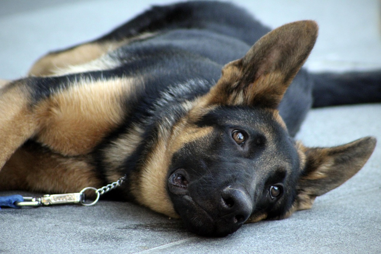 Dog Health & Nutrition – Image 3