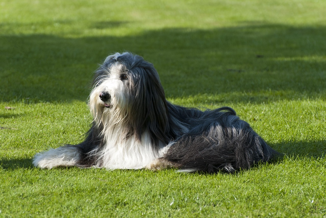Dog Health & Nutrition – Image 4
