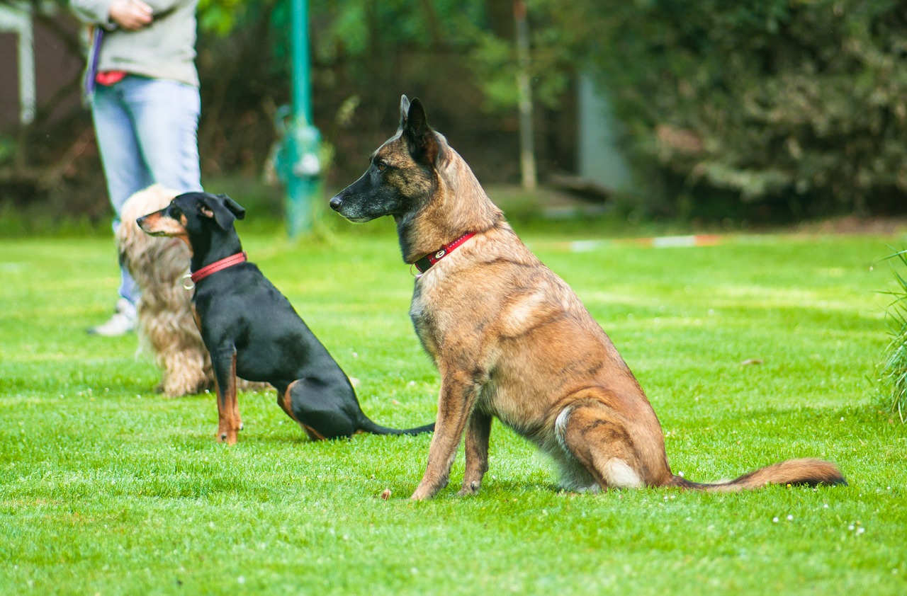 Dog Health & Nutrition – Image 3