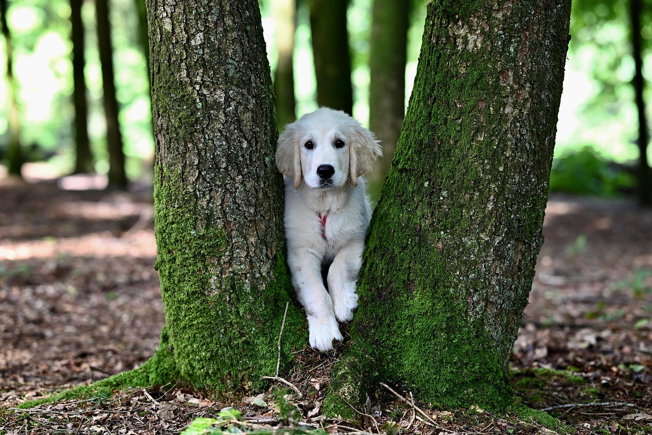 Dog Health & Nutrition – Image 1