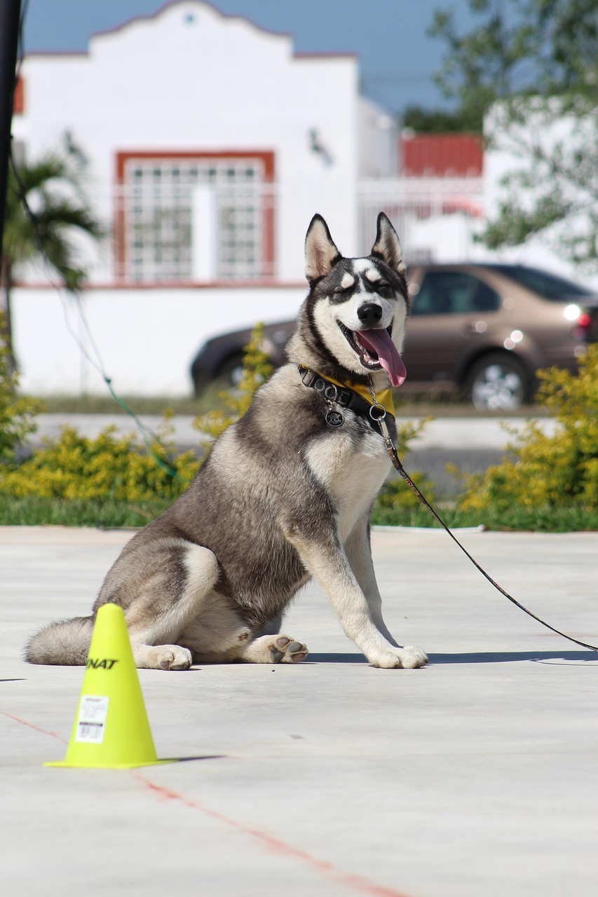 Dog Health & Nutrition – Image 4