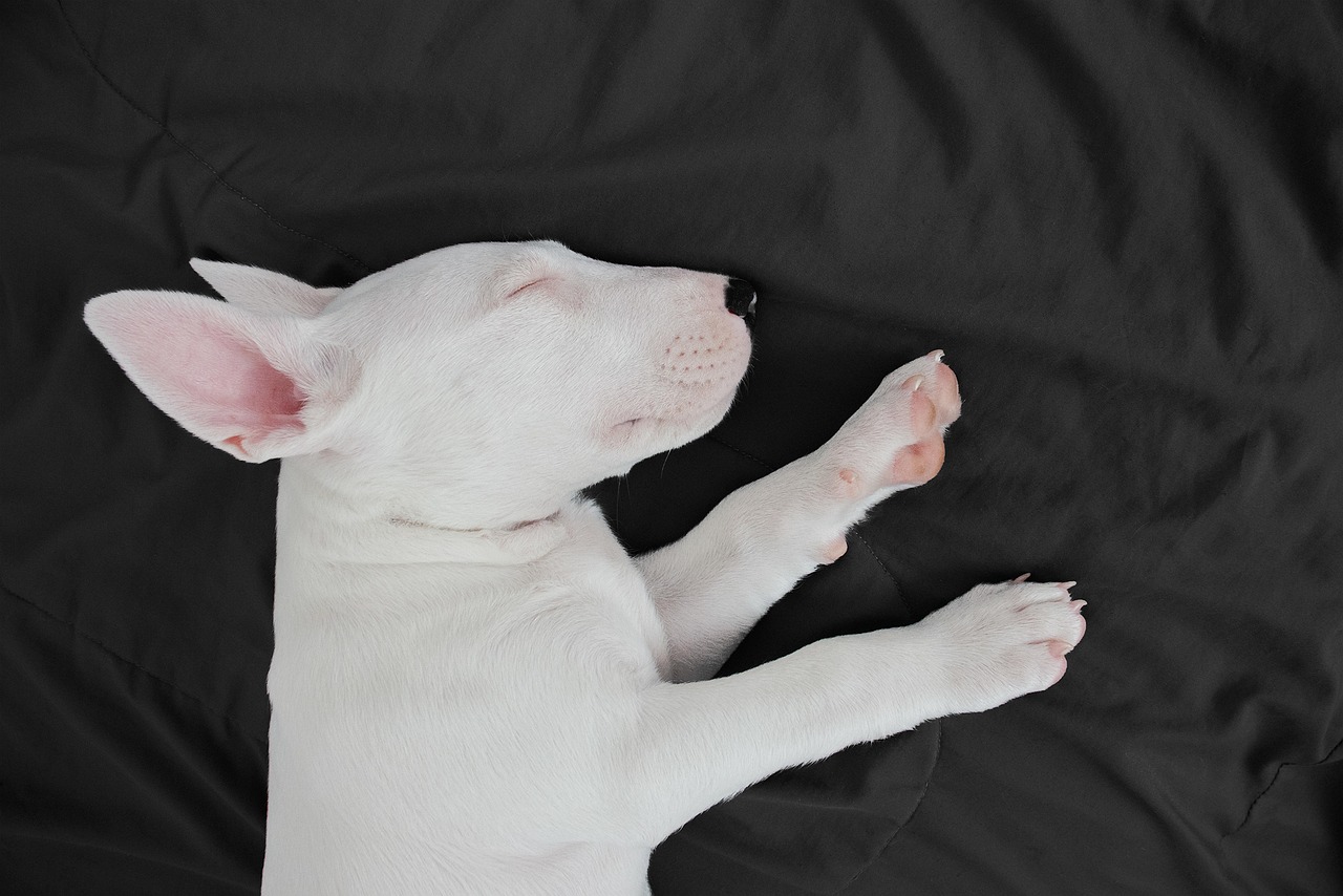 Advanced Dog Training – Image 3