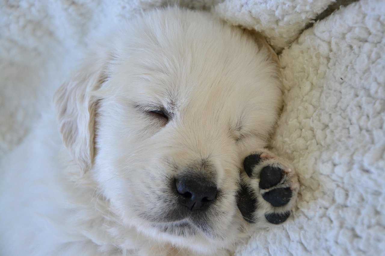 Dog Health & Nutrition – Image 1