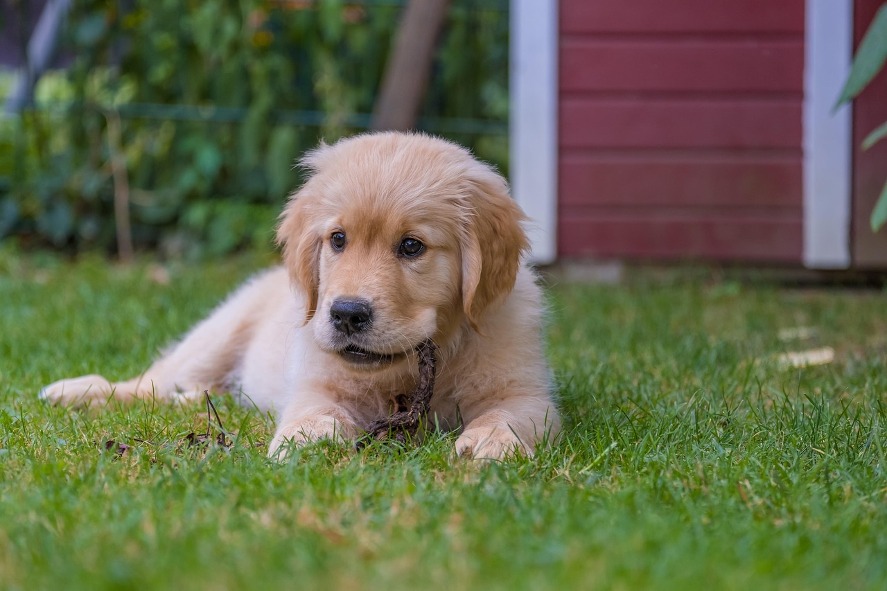 Dog Health & Nutrition – Image 2