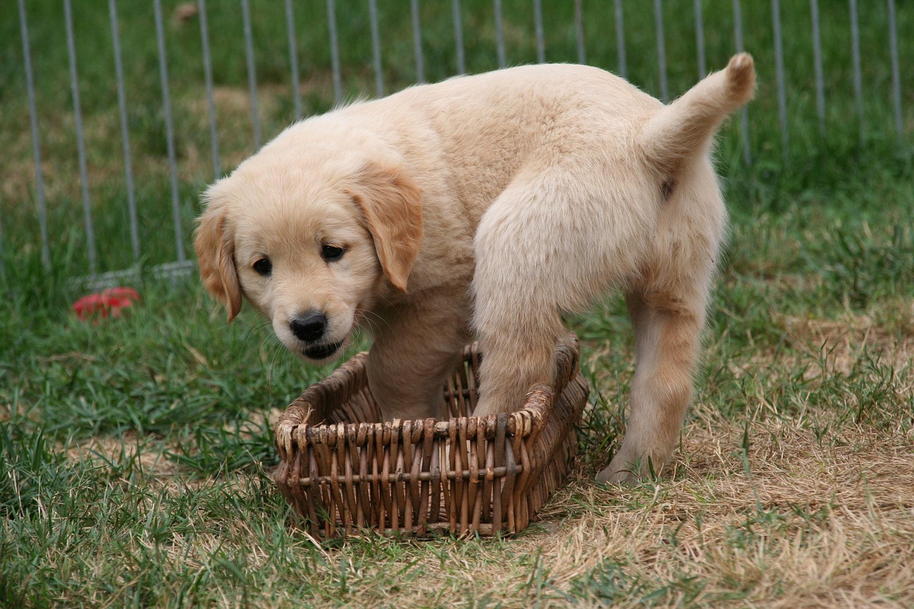 Dog Health & Nutrition – Image 2