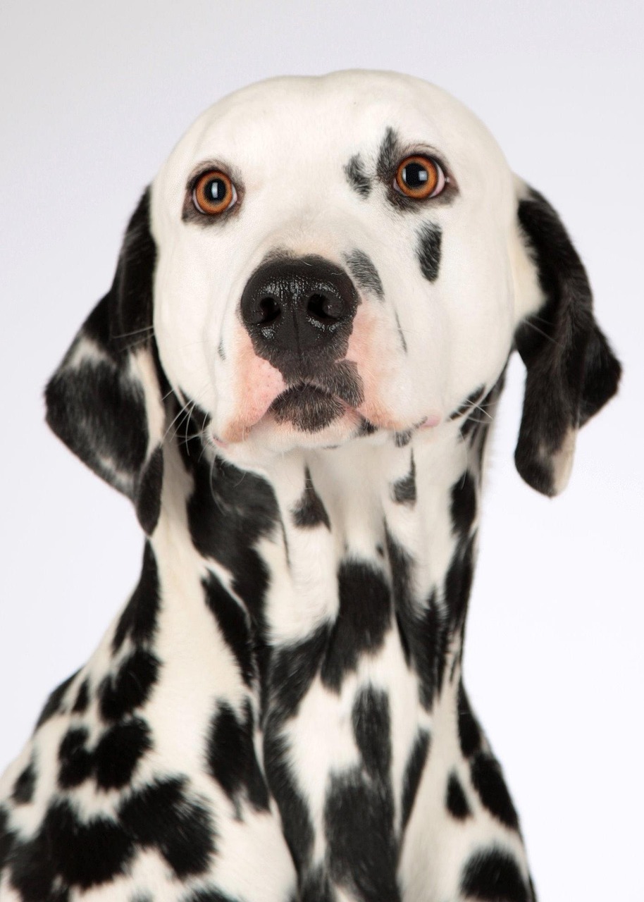 Dog Health & Nutrition – Image 4