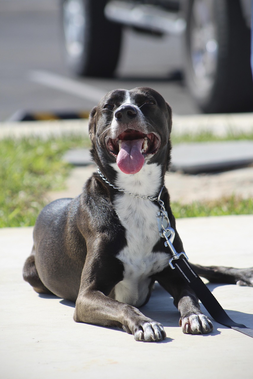 Dog Health & Nutrition – Image 3