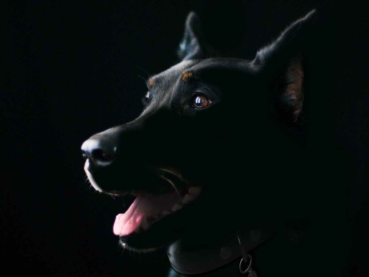 Dog Health & Nutrition – Image 4