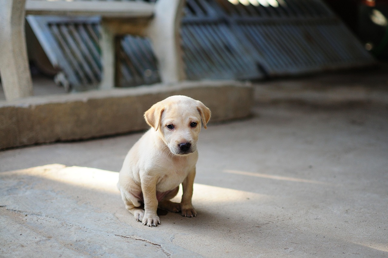 Dog Health & Nutrition – Image 3