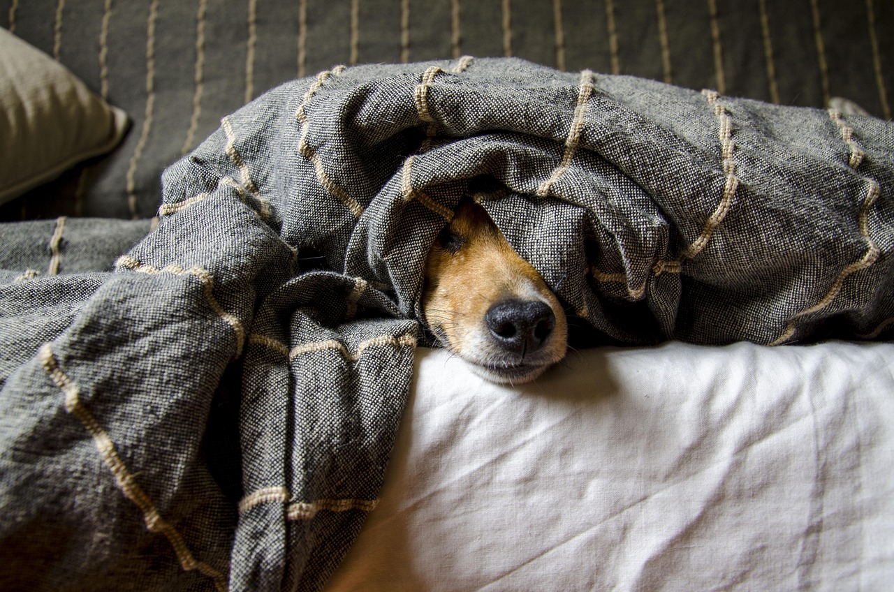 Dog Health & Nutrition – Image 3