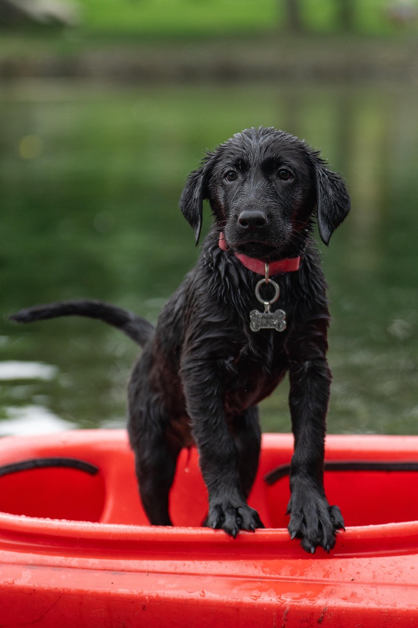 Dog Health & Nutrition – Image 3