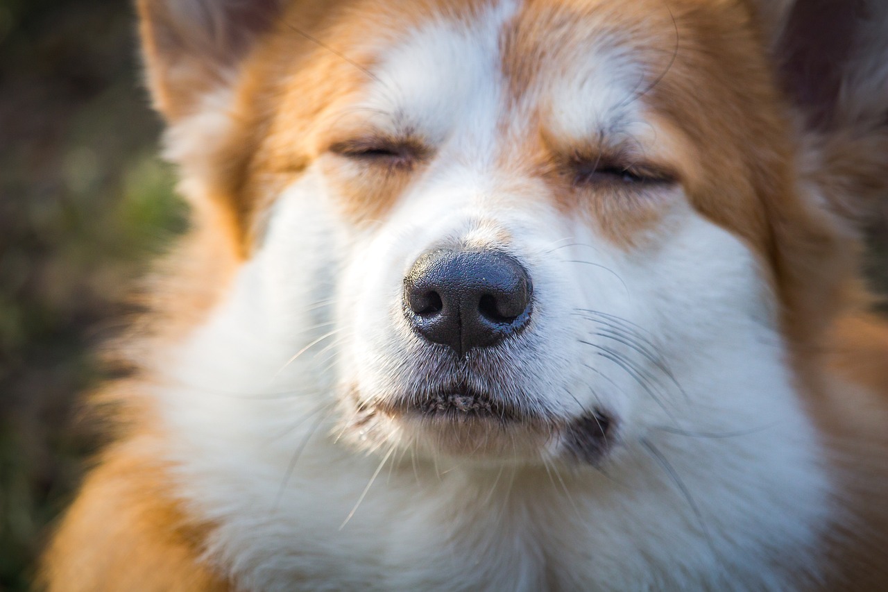 Puppy Training – Image 2