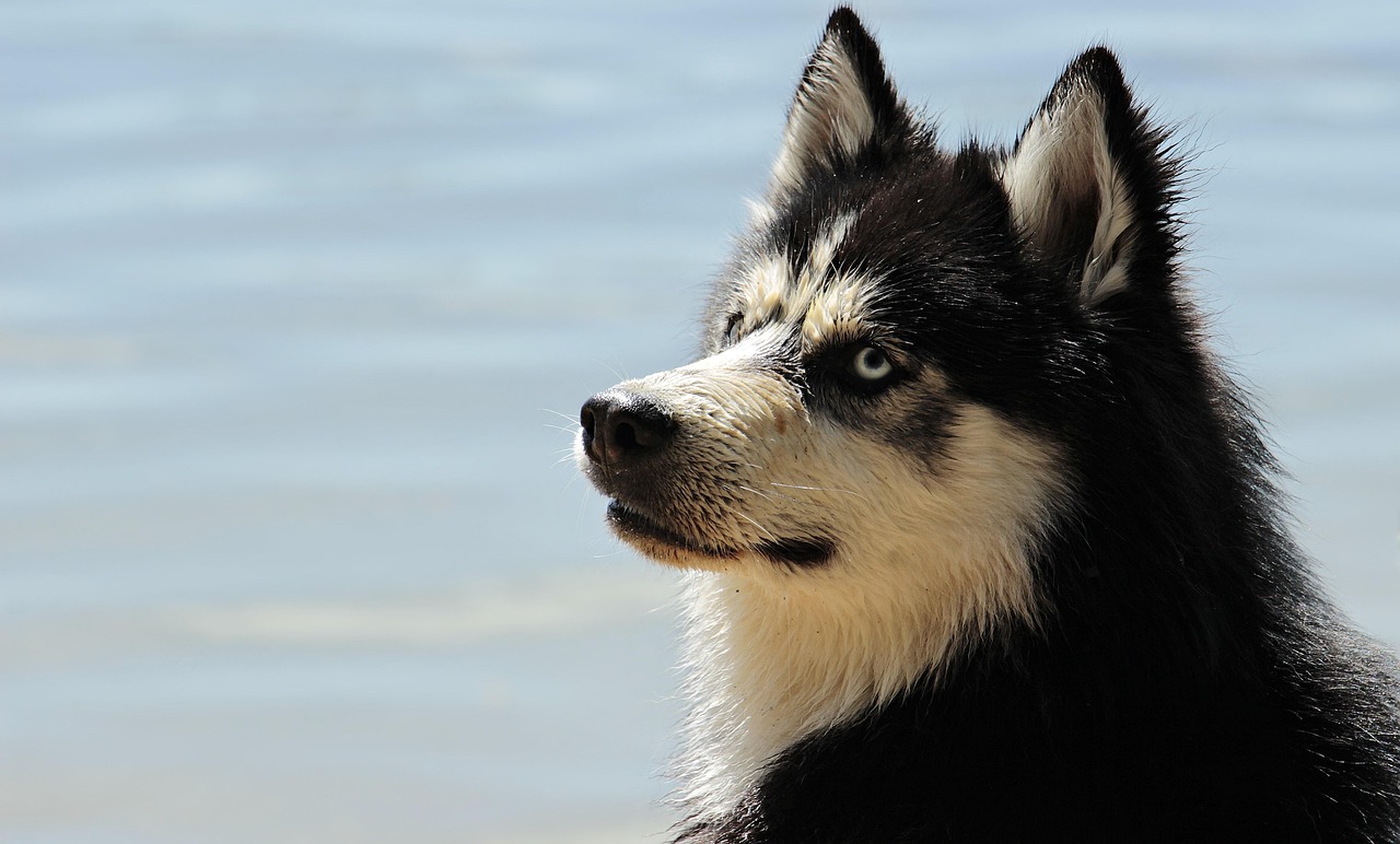 Dog Health & Nutrition – Image 4