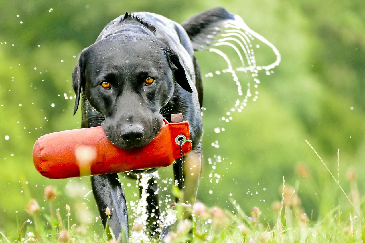Dog Health & Nutrition – Image 2