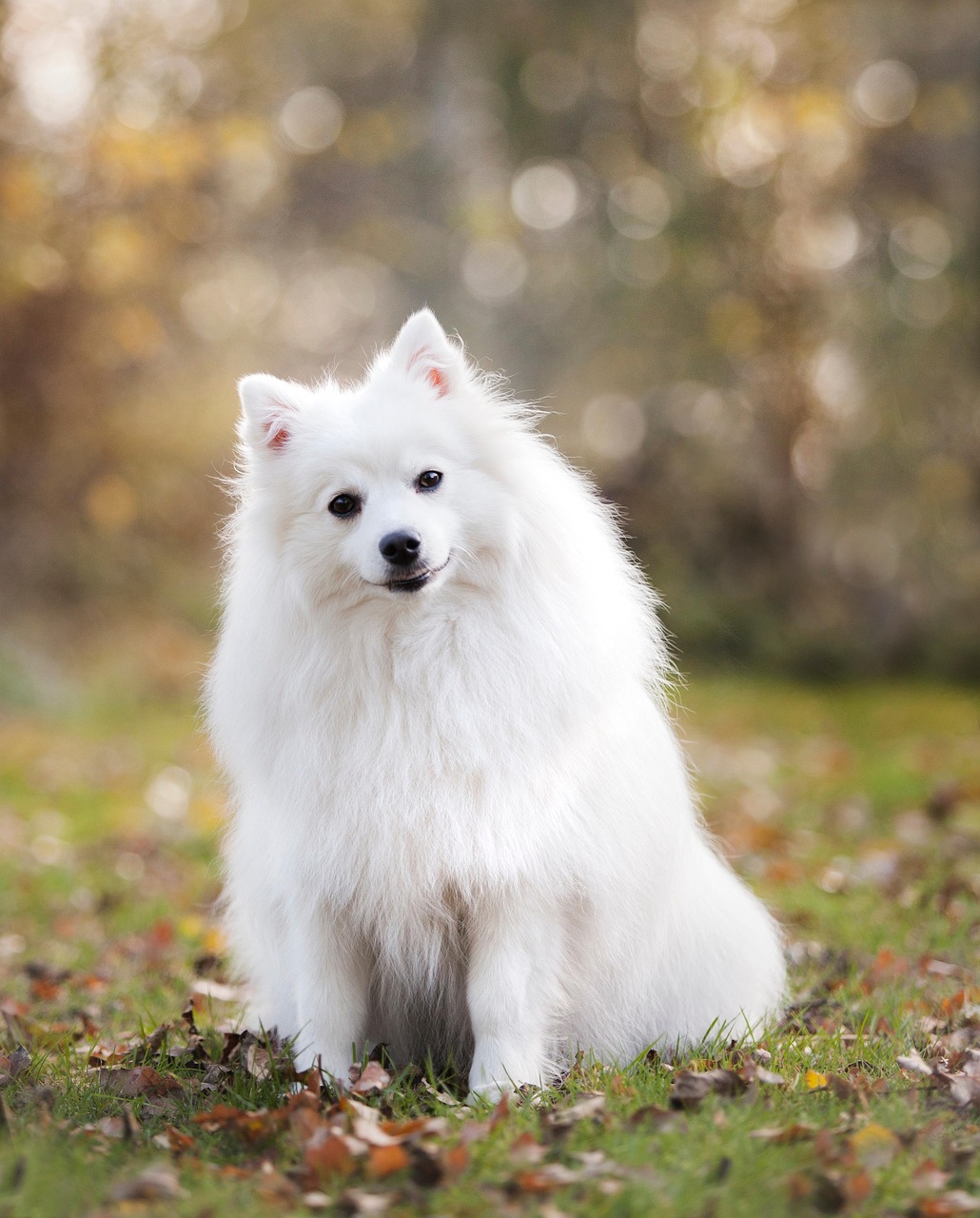 Dog Health & Nutrition – Image 4