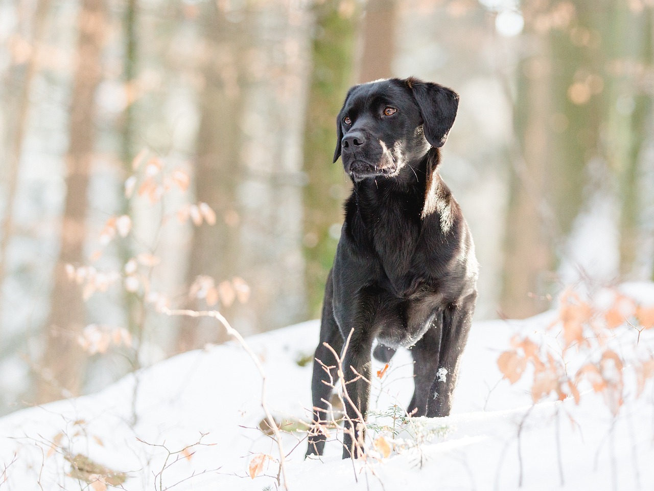 Dog Health & Nutrition – Image 4