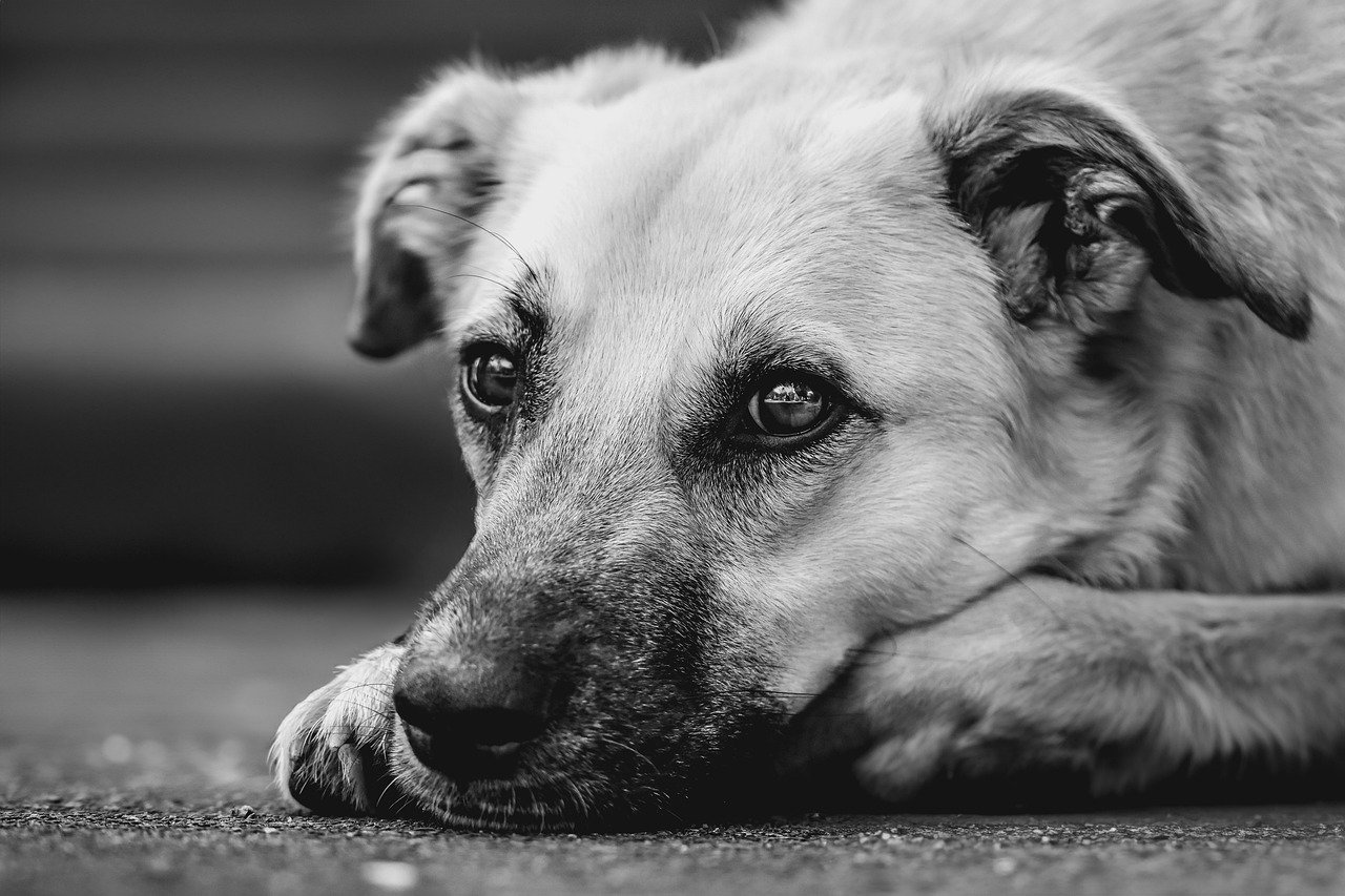 Behavioral Dog Training – Image 3