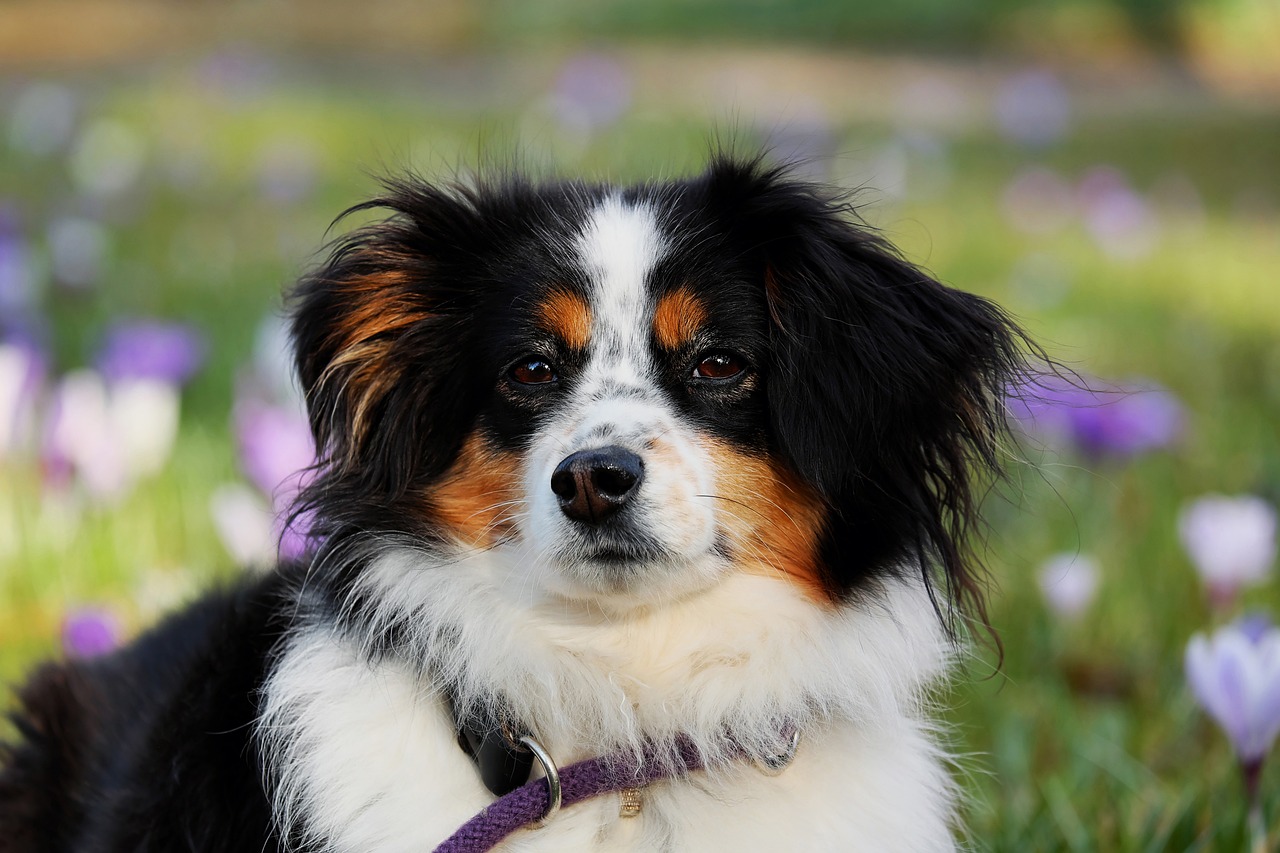 Dog Health & Nutrition – Image 4