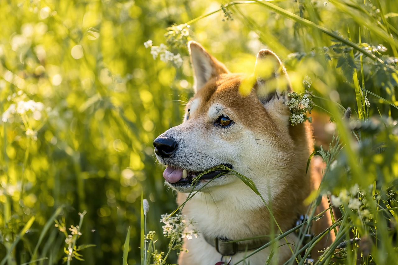 Dog Health & Nutrition – Image 2