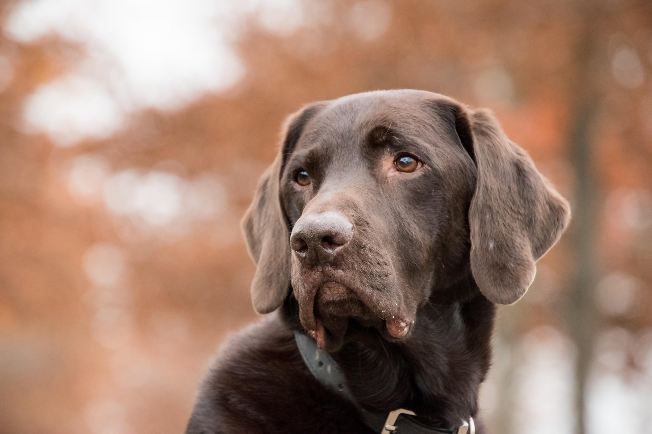 Dog Health & Nutrition – Image 2