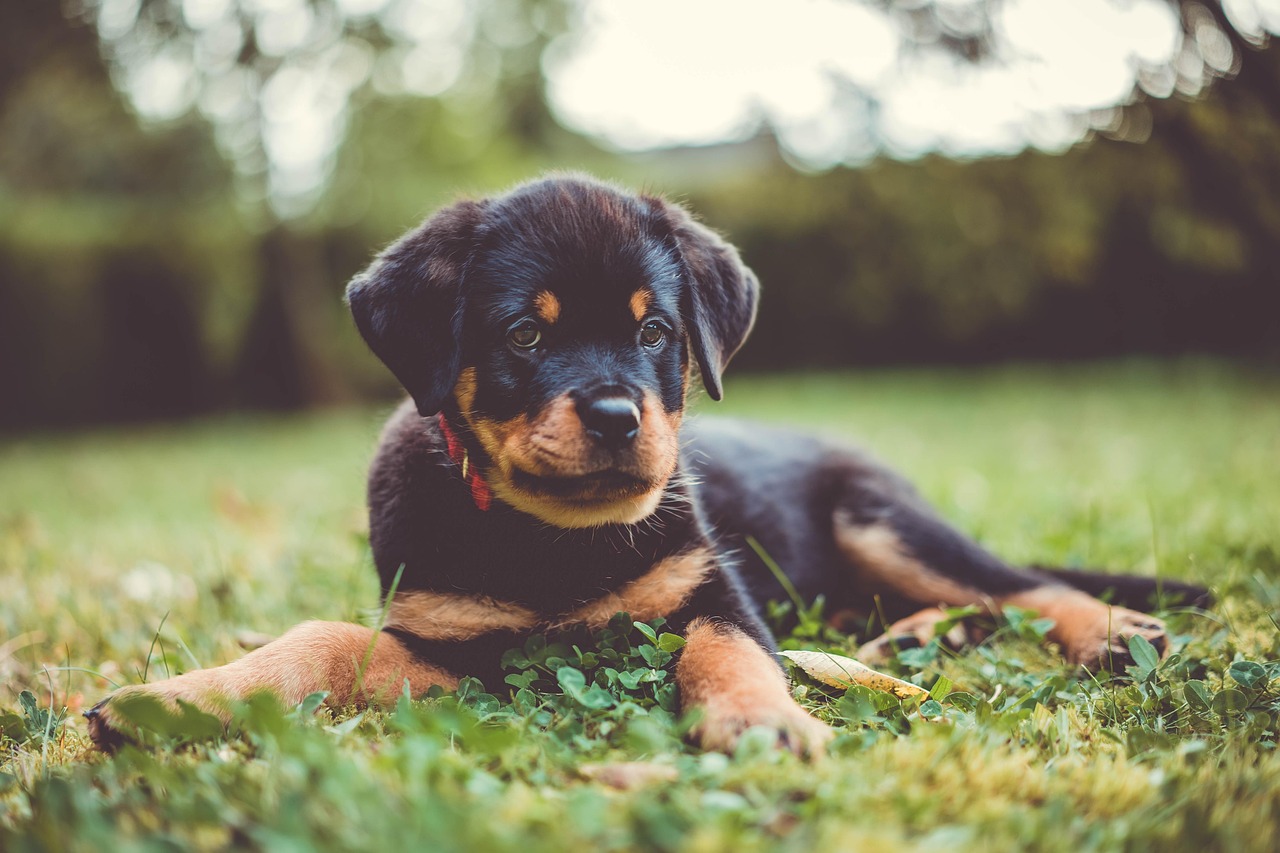 Dog Health & Nutrition – Image 4
