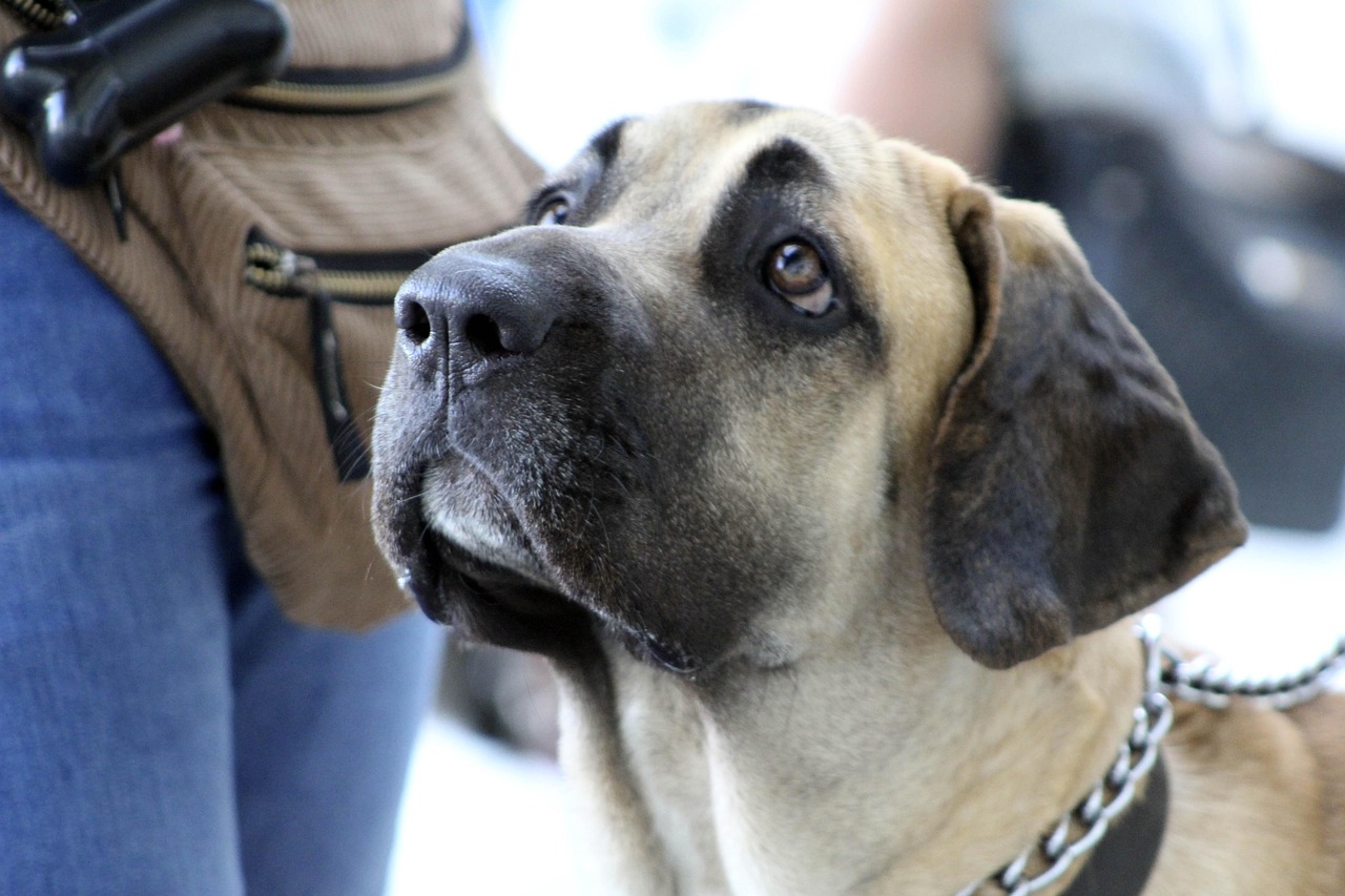 Dog Health & Nutrition – Image 3