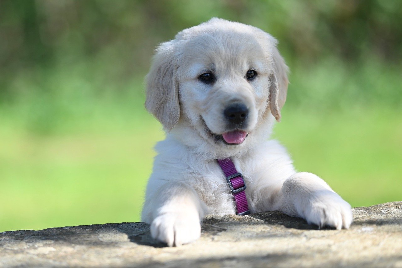Dog Health & Nutrition – Image 1