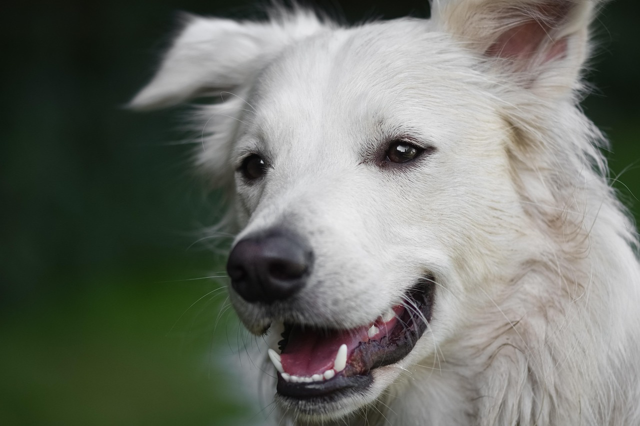 Dog Health & Nutrition – Image 3