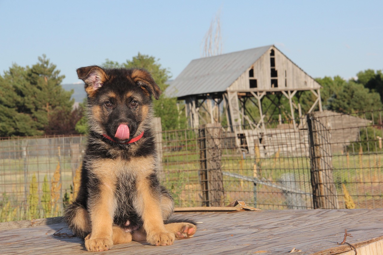 Dog Health & Nutrition – Image 1