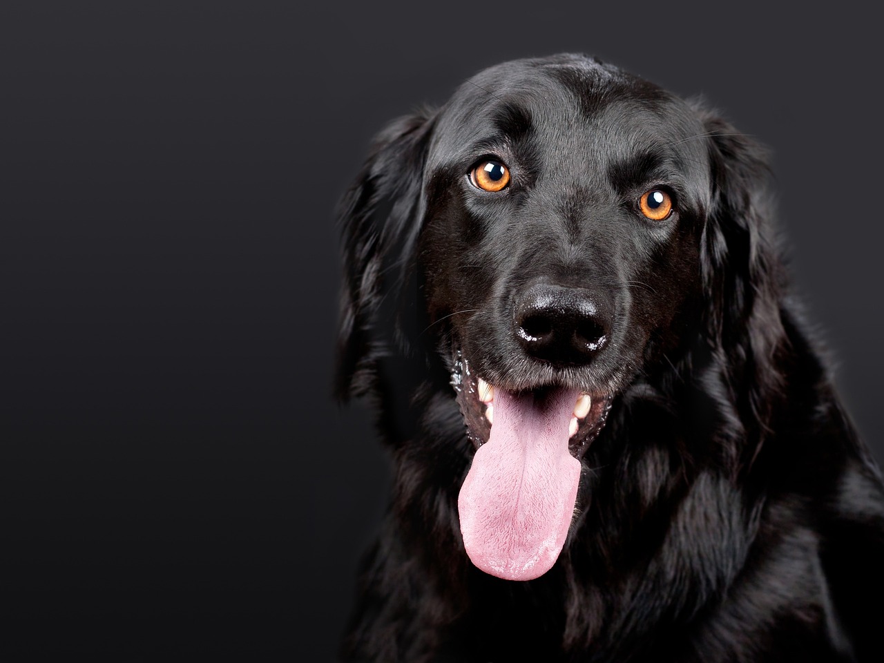 Dog Health & Nutrition – Image 4