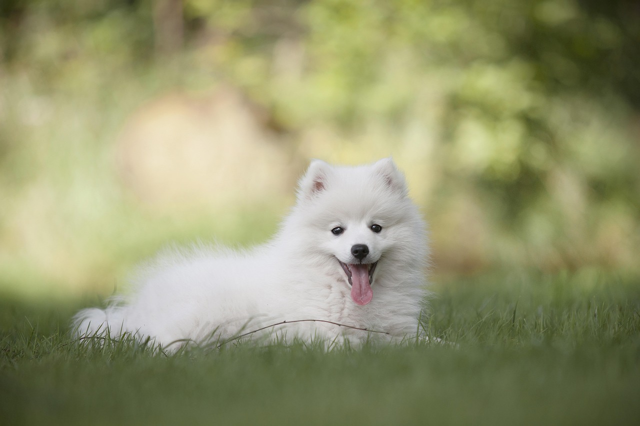 Dog Health & Nutrition – Image 3
