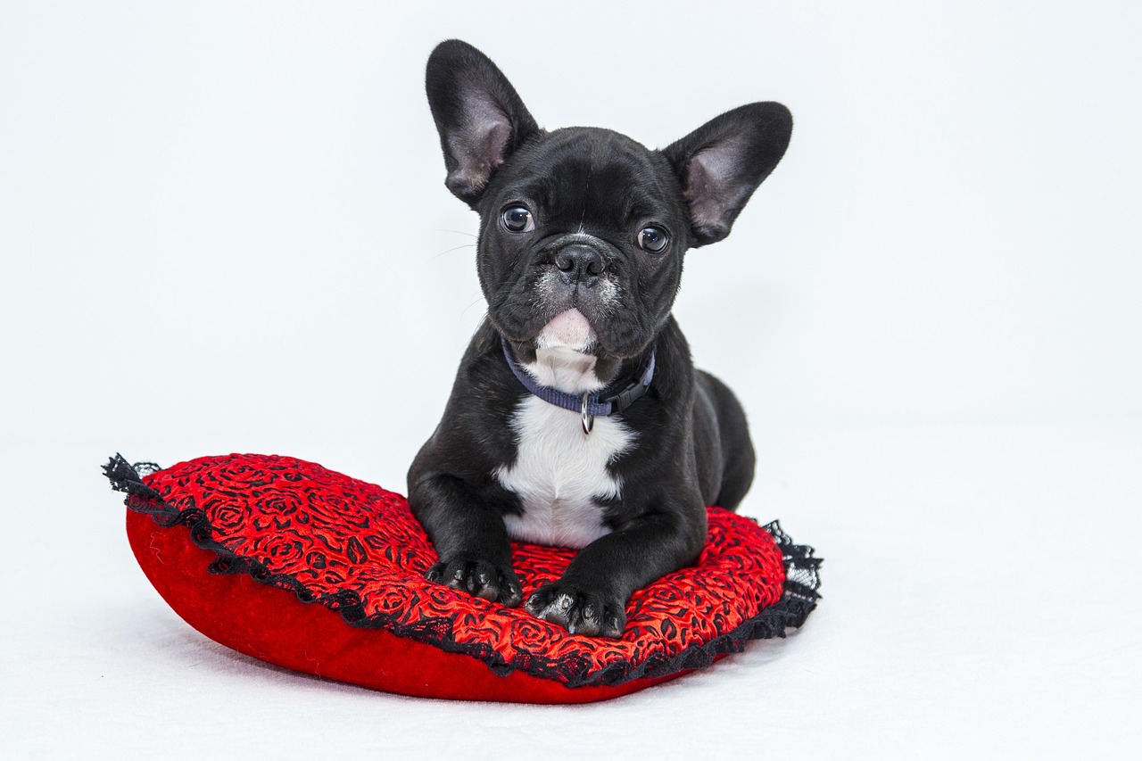 Dog Health & Nutrition – Image 1