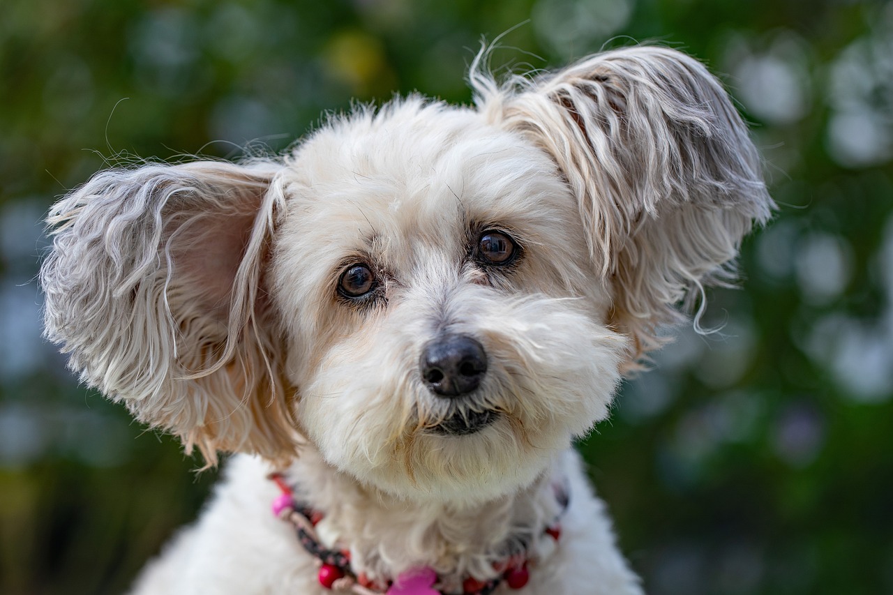 Dog Health & Nutrition – Image 3
