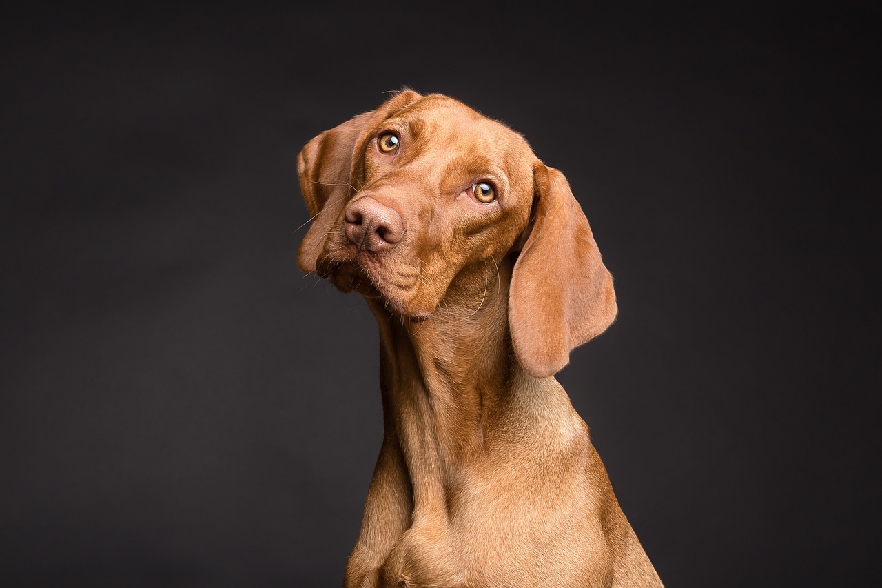 Dog Health & Nutrition – Image 4
