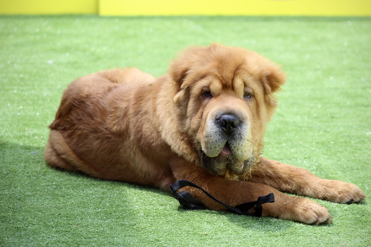 Dog Health & Nutrition – Image 4