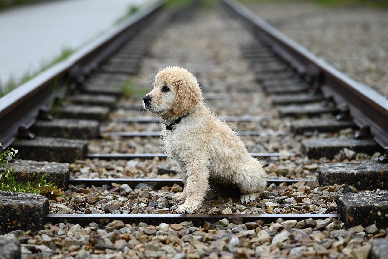 Puppy Training – Image 4