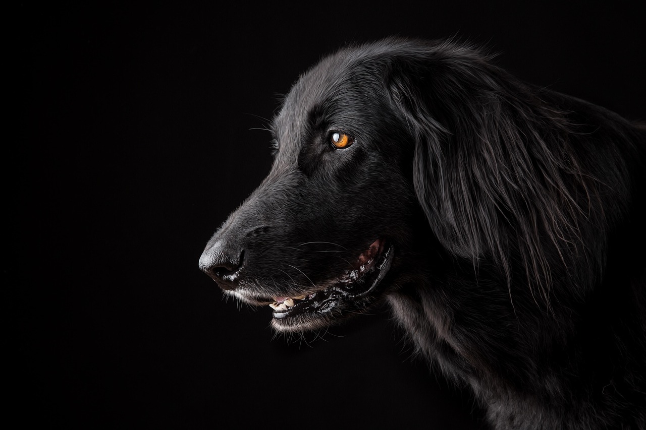Dog Health & Nutrition – Image 4