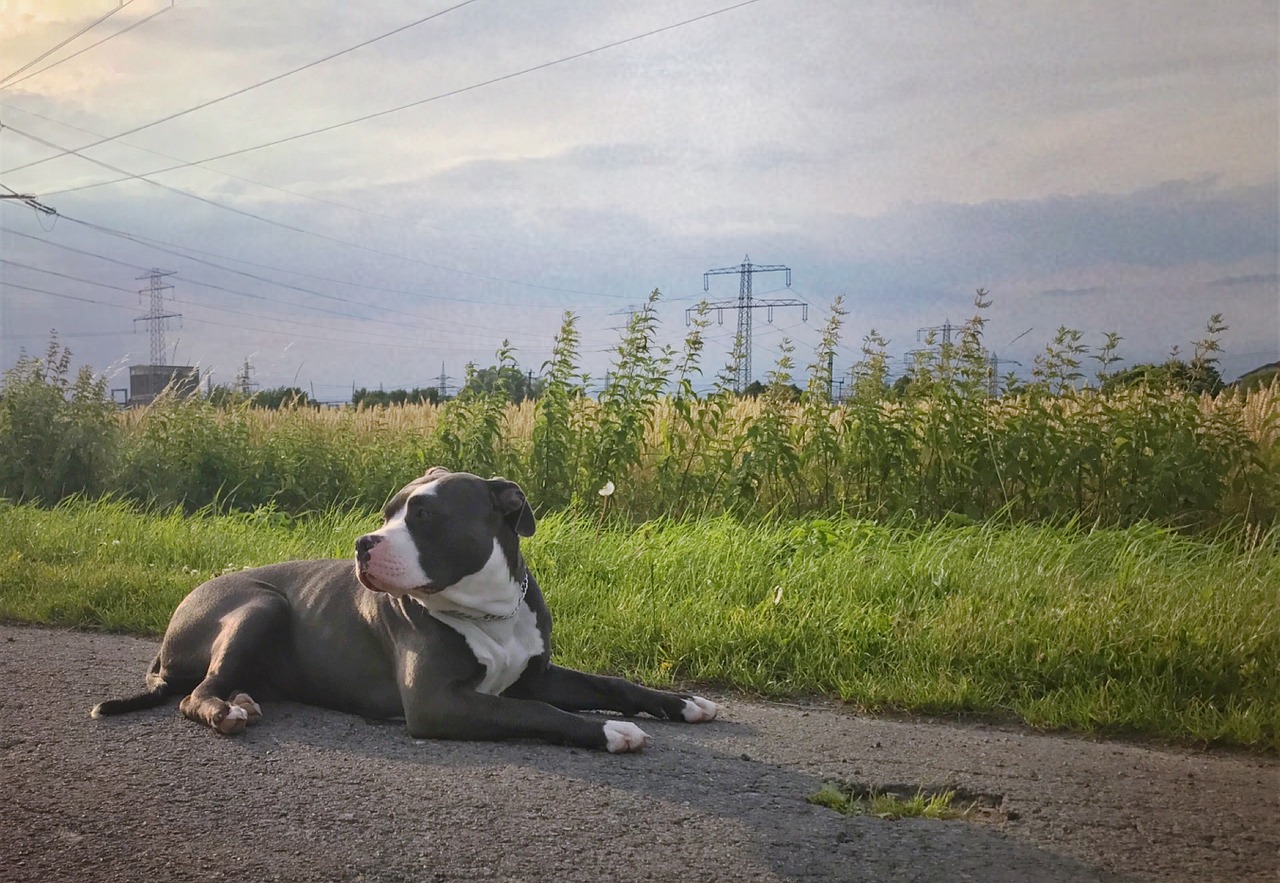 Dog Health & Nutrition – Image 3