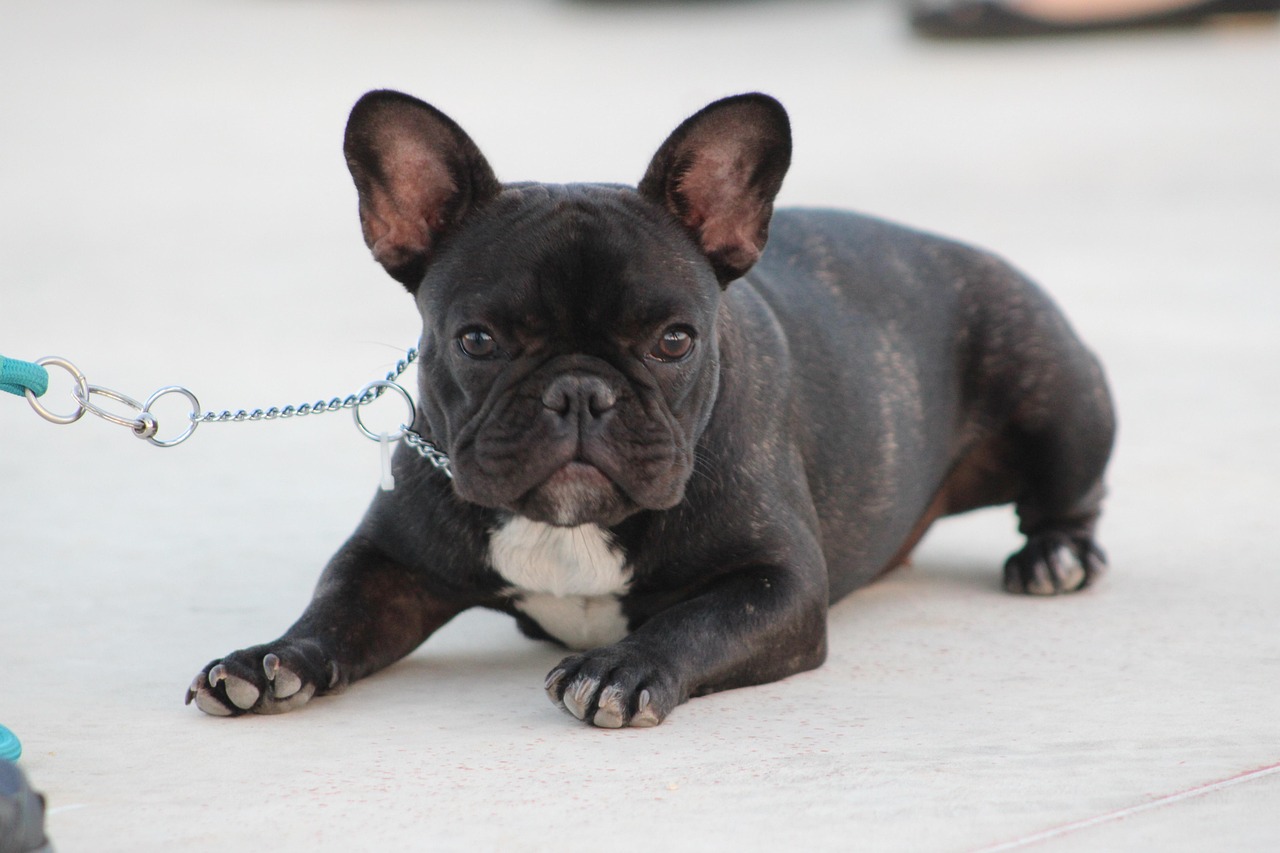 Dog Health & Nutrition – Image 1