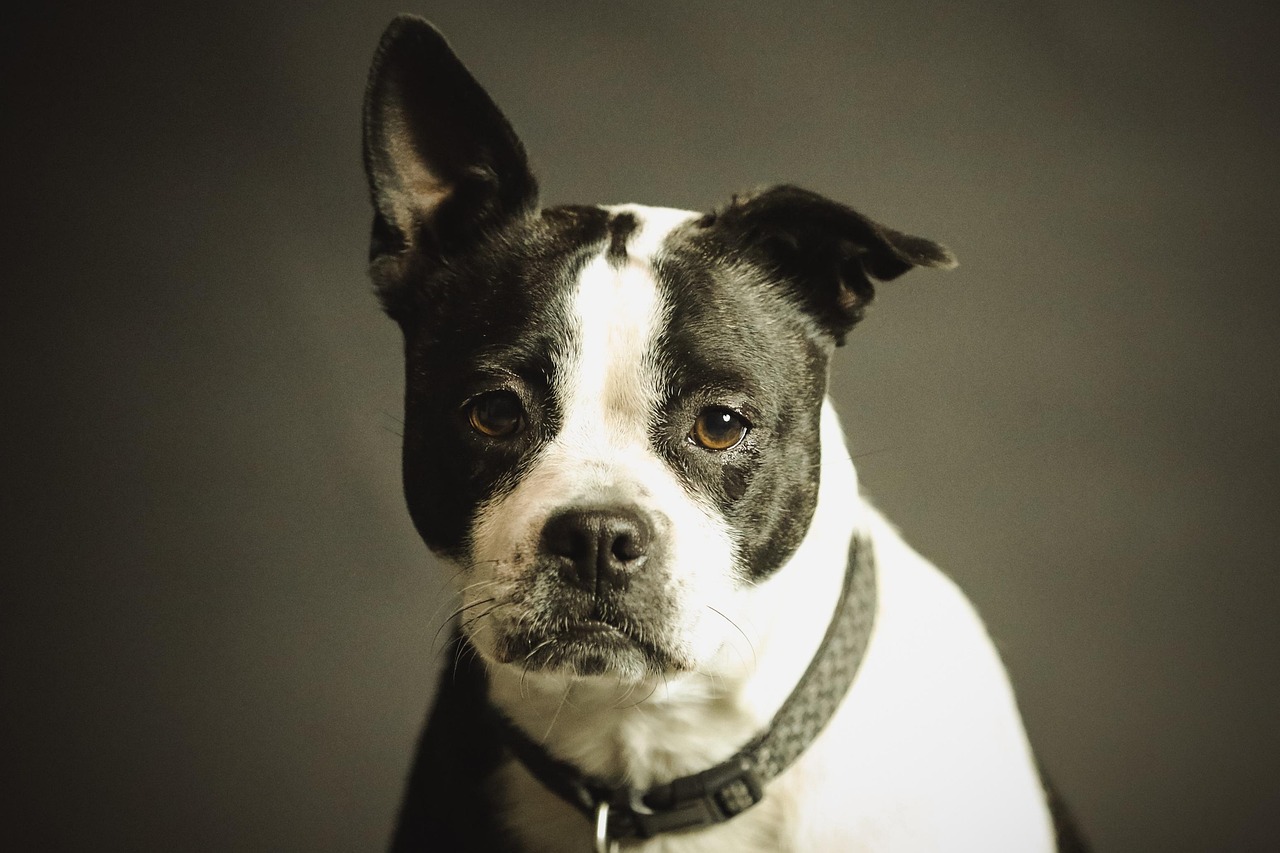 Dog Health & Nutrition – Image 2