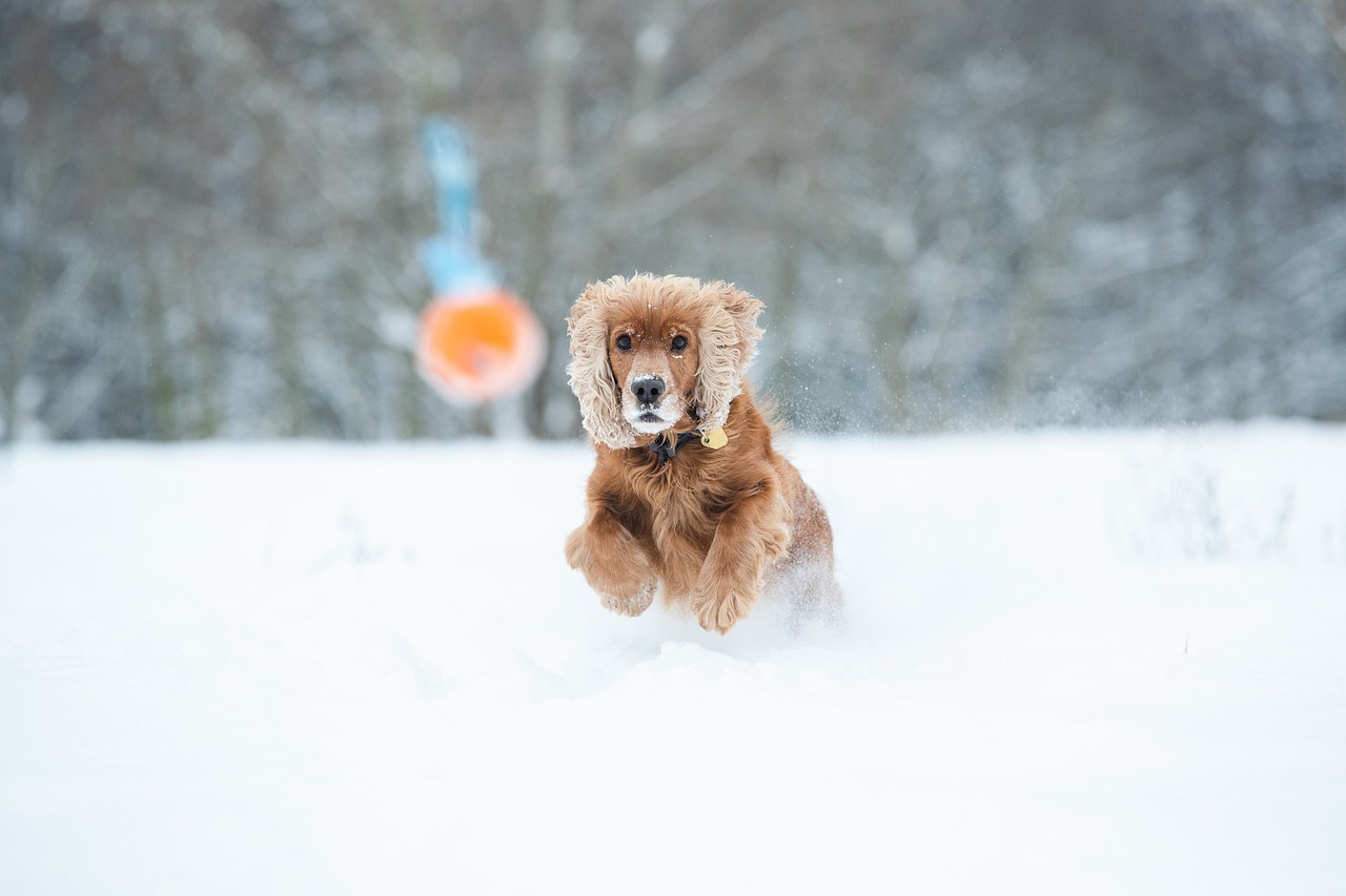 Puppy Training – Image 1
