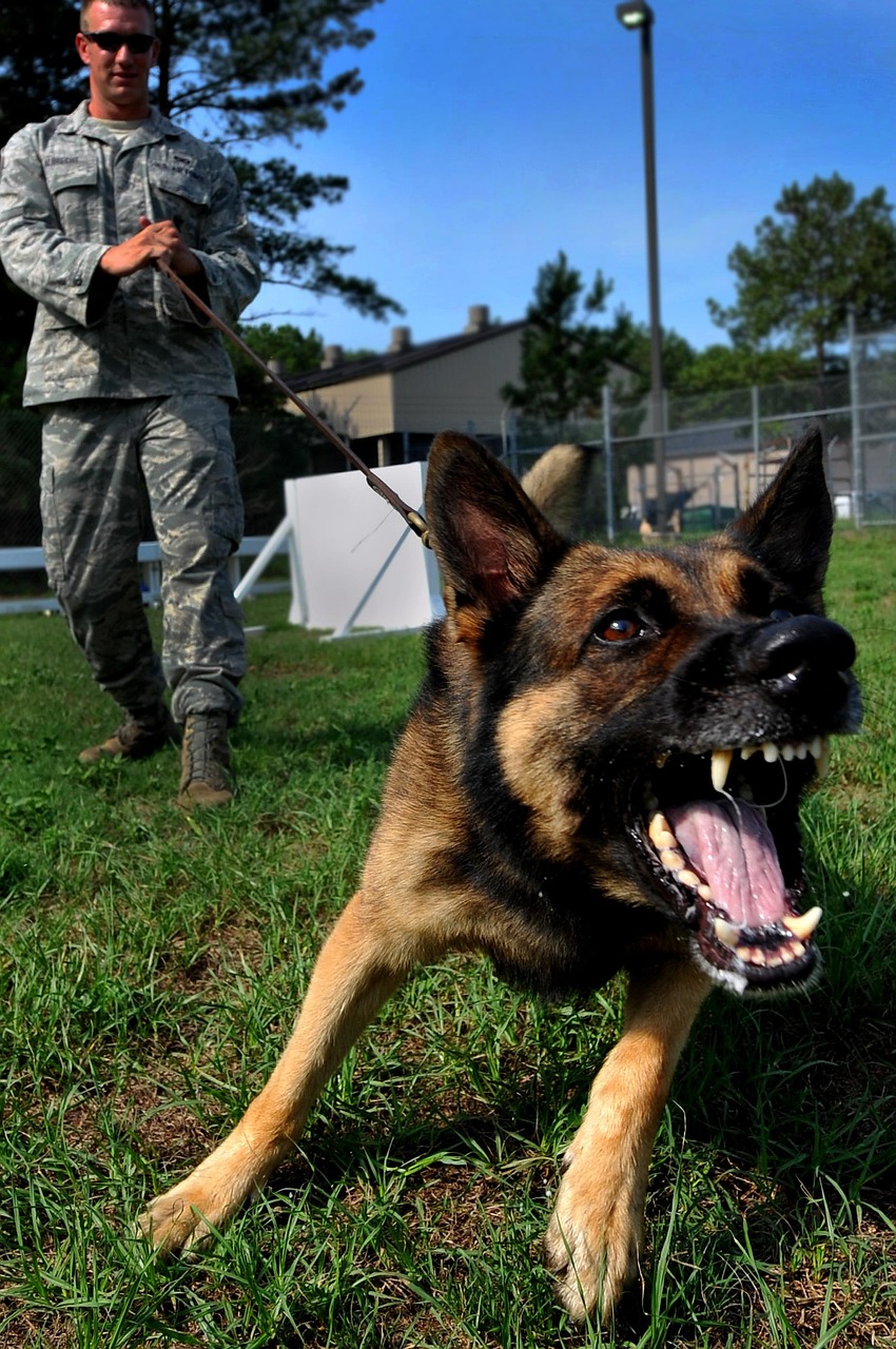 Dog Health & Nutrition – Image 4