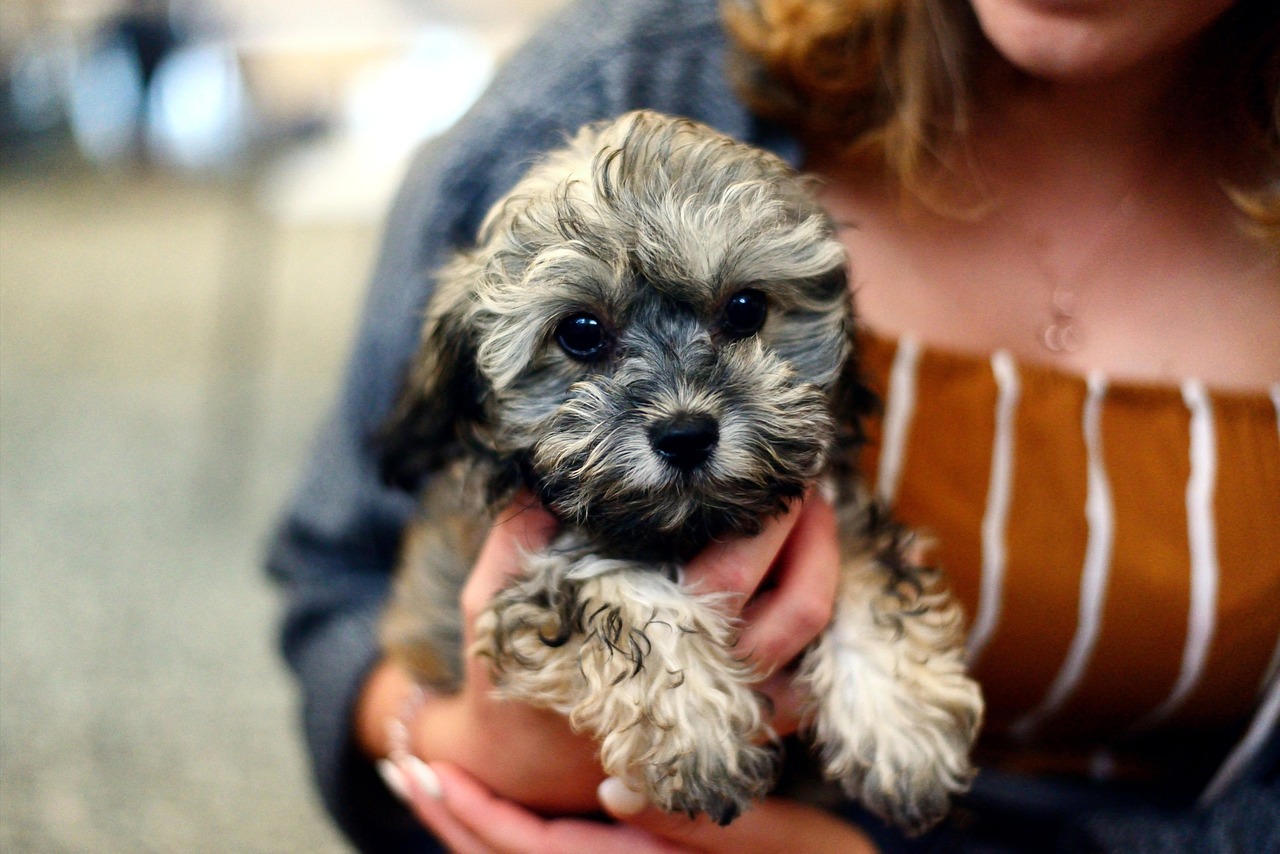 Dog Health & Nutrition – Image 3