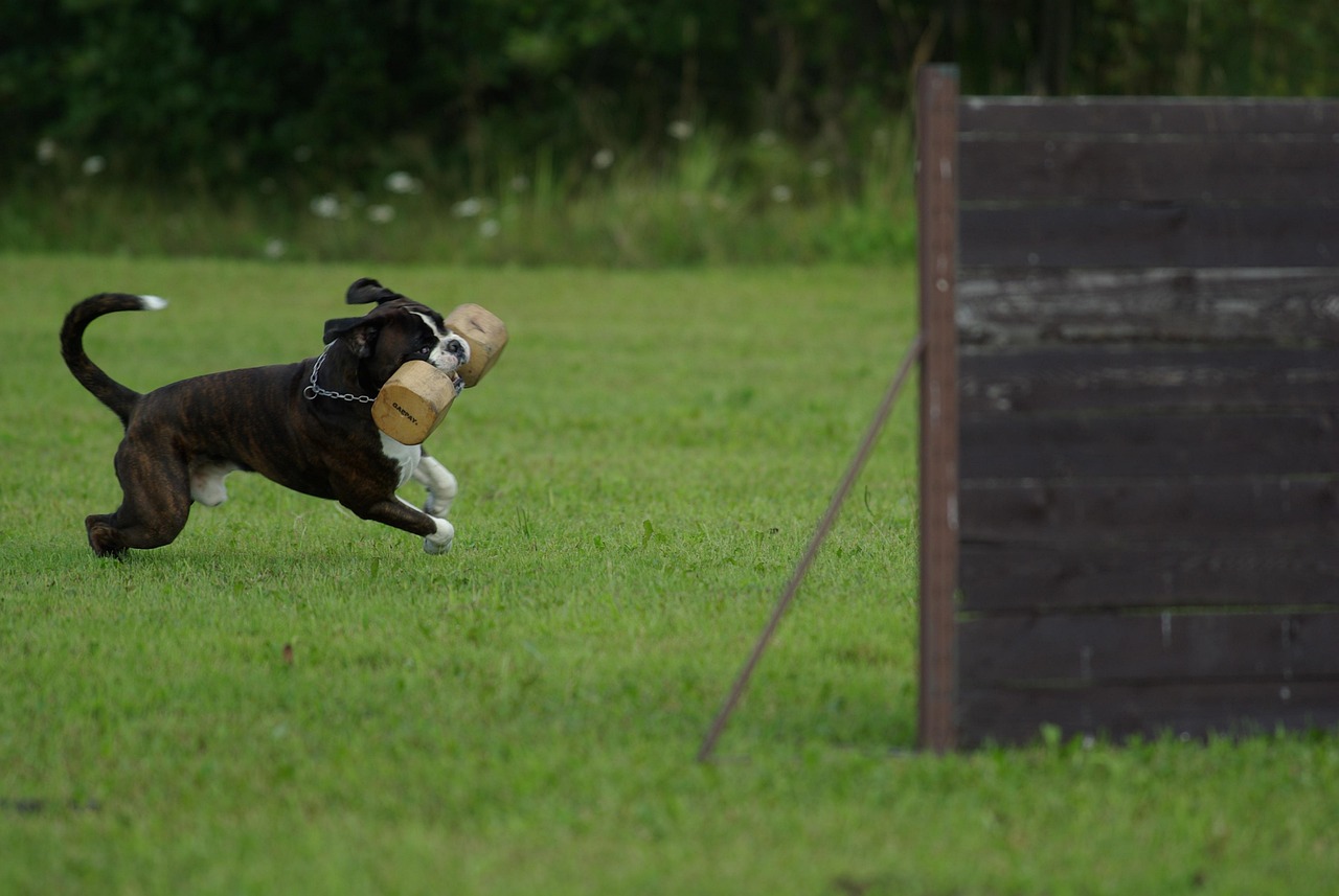 Dog Health & Nutrition – Image 2