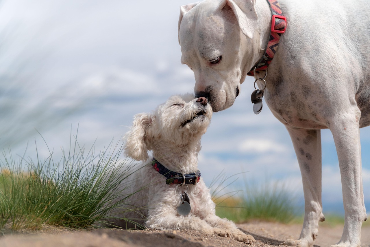 Dog Health & Nutrition – Image 4
