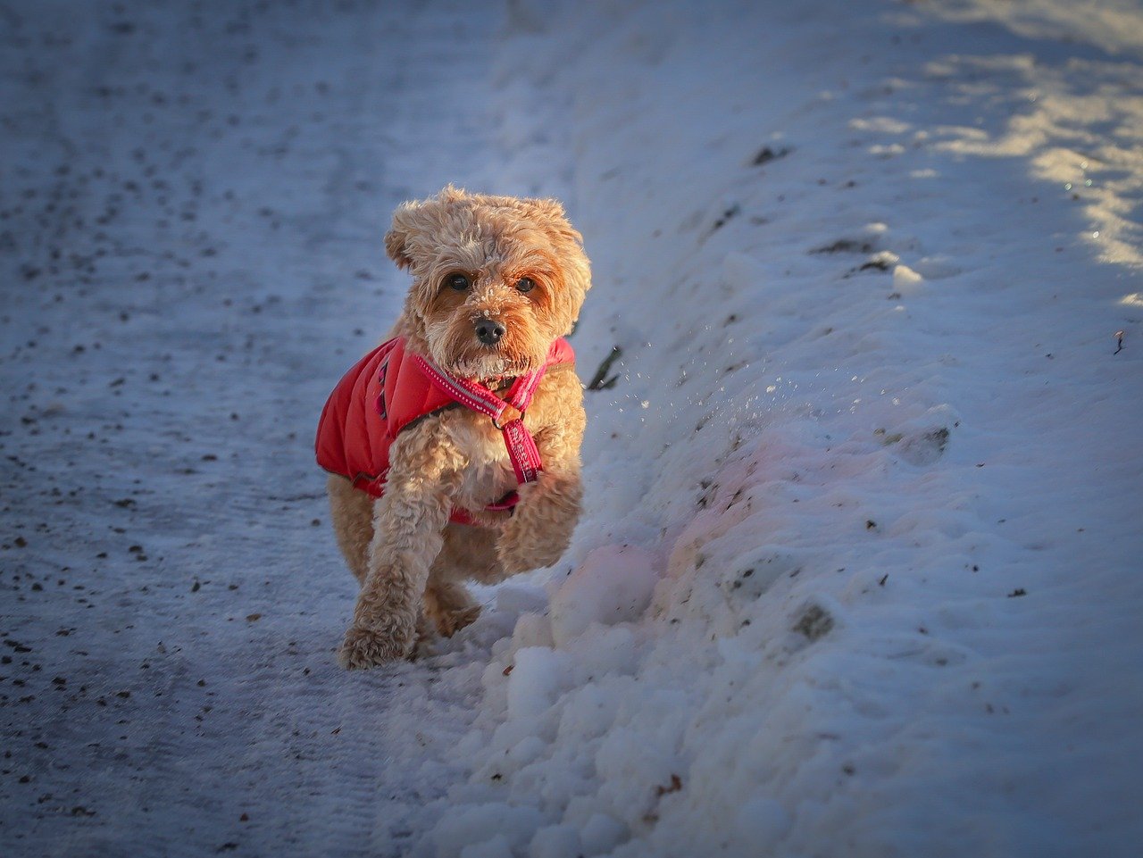 Behavioral Dog Training – Image 4