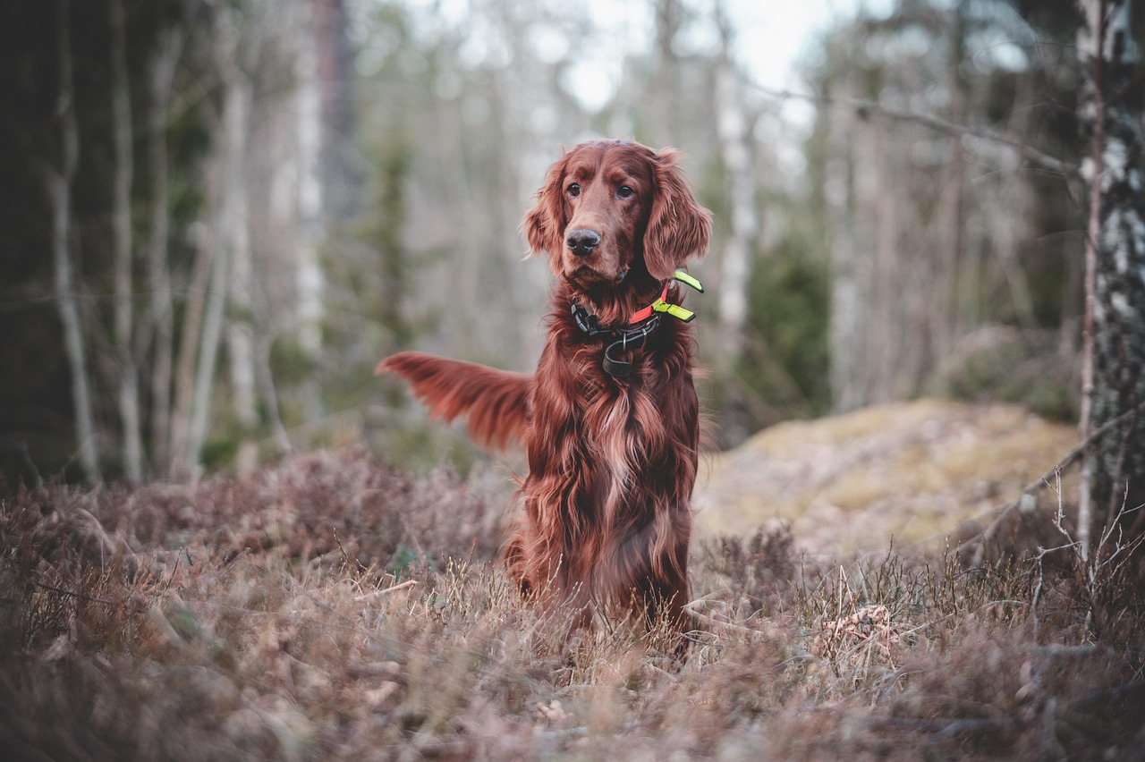 Behavioral Dog Training – Image 2