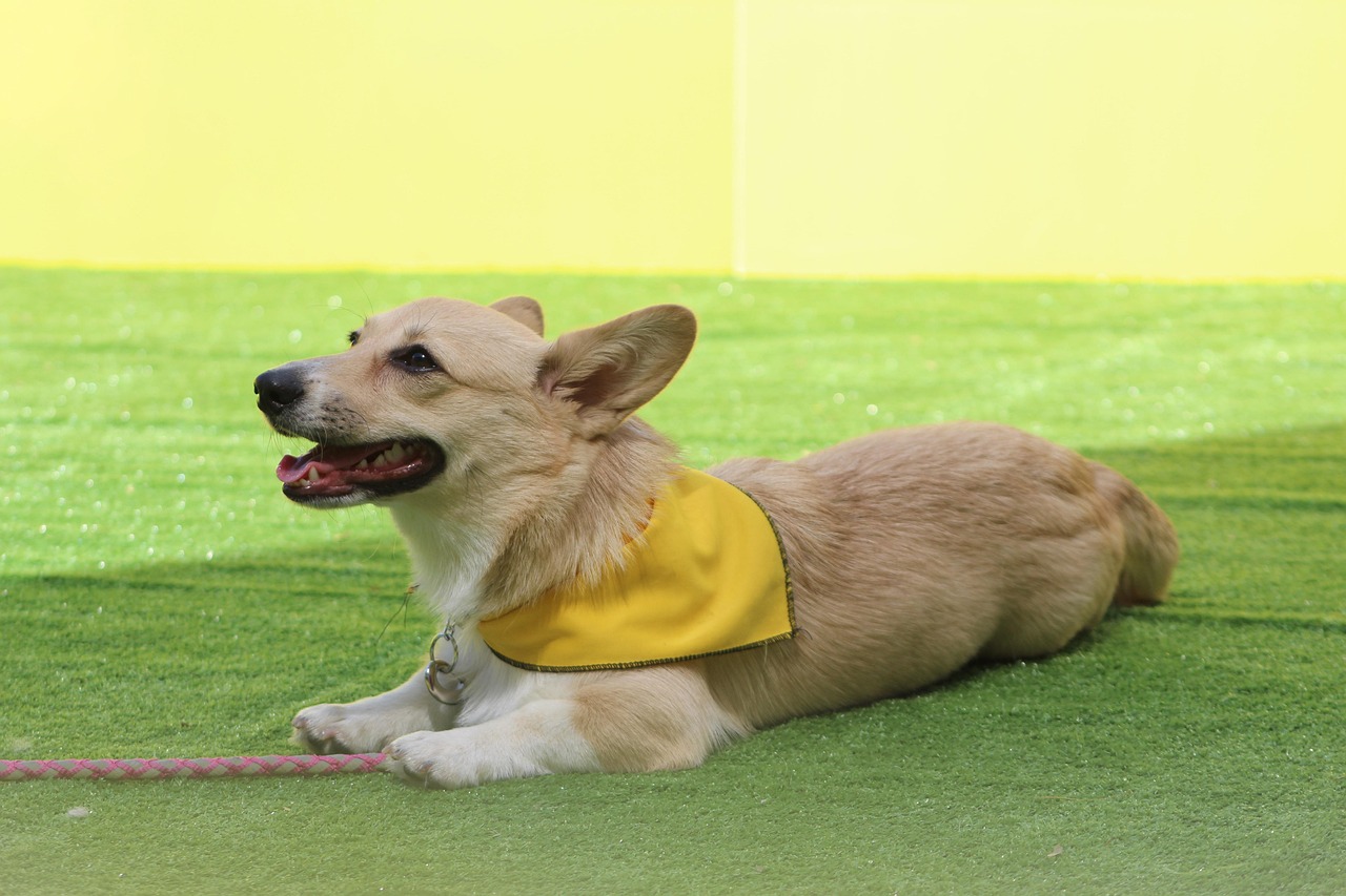 Dog Health & Nutrition – Image 2