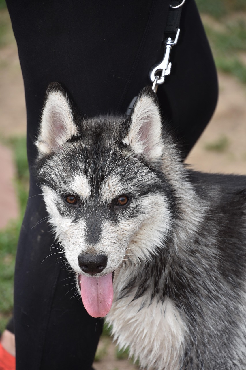 Dog Health & Nutrition – Image 1